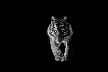 Leinwandbilder - Tiger with a black background