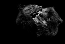 Two Black Wolf Fighting With A Black Background