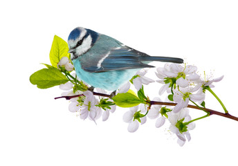 Wall Mural - small blue tit and cherry tree blossoming branch isolated on white