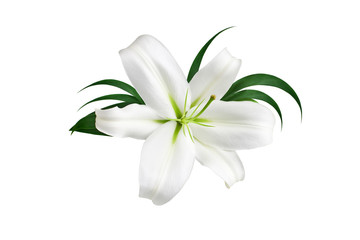 One big white lily flower with green leaves on white background isolated close up, beautiful lilly floral pattern, decorative design element, greeting card decoration, elegant wedding invitation decor