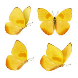Set of four beautiful yellow butterflies. Phoebis philea butterfly isolated on white background. Butterfly with spread wings and in flight.