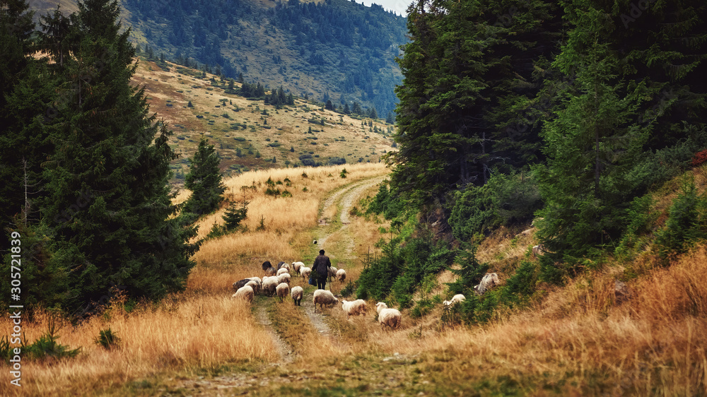 Shepherd and flock of sheep domestic agriculture animals. Beautiful rural scenery, forrest landscape. Livestock farming. - obrazy, fototapety, plakaty 
