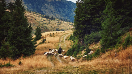 Shepherd and flock of sheep domestic agriculture animals. Beautiful rural scenery, forrest landscape. Livestock farming.