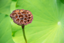 Lotus Leaves And Seed Pod Closed-up