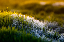 Beautiful Meadow With Bright Green Lush Grass Covered With Transparent Shiny Crystals Of Cold Ice And Frost Shimmering In The Light Of The Morning Warm Sun