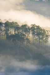 Wall Mural - beautiful sun rays in the forest with magic light and fog at sunrise