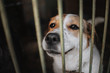 sad mixed breed dog posing in a cage in animal shelter