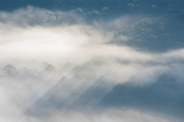 Wall Mural - beautiful sun rays in the forest with magic light and fog at sunrise