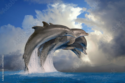 Fototapety delfiny  grupa-delfinow-butlonosych-tursiops-truncatus-wyskakuje-z-wody