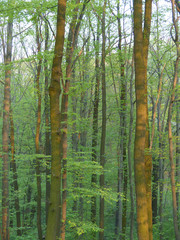 Canvas Print - trees in the forest