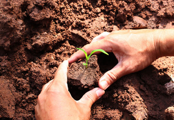 Wall Mural - Hand planted trees (corn) on the ground In agricultural fields for trading and increasing natural balance