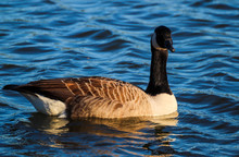 Canada Goose Swimming In Lightly Rippling Blue Water