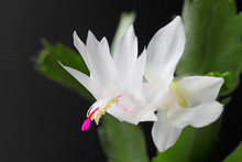 Schlumbergera Or Christmas Cactus Or Thanksgiving Cactus White On A Black Background, Close-up, Place For Text.