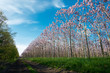 Plantation of blossoming Paulownia trees and country road - selective focus