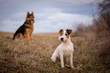 © Kristyna - Bohemian Shepherd and Parson Russell Terrier playing in nature