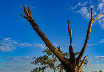 Artwork Of Bird On A Tree With Blue Sky Background