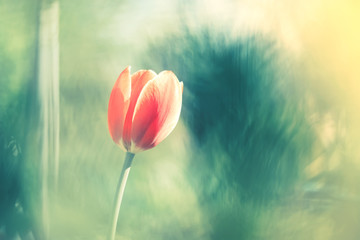 Wall Mural - pink tulip on a beautiful blurry background. tender spring floral background. selective soft focus.