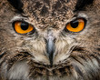 Eurasian Eagle Owl Closeup