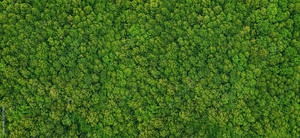 forest view from above - obrazy, fototapety, plakaty 