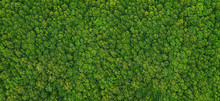 Forest View From Above
