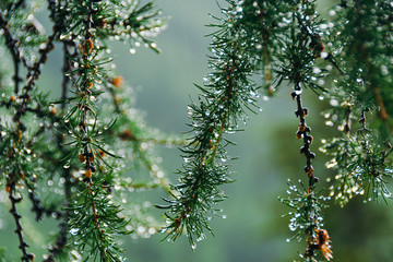 drops on green needles of larch. summer rain in coniferous forest