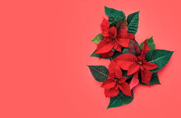 Christmas floral background with poinsettia flowers