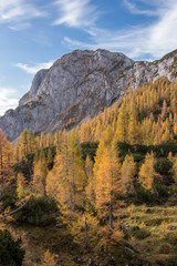 Yellow larch trees with peak Ogradi