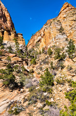 Wall Mural - Landscape of Zion National Park along Pine Creek