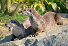 Smooth-coated Otters (Lutrogale Perspicillata) Lying On Grass, One Having Mouth Opening