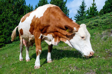 brown and white cow