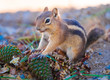 Uinta Chipmunk eating the seeds of coniferous trees along the rim of the Bryce Canyon National Park, Utah, USA