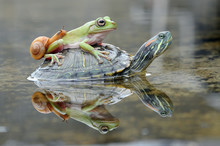 Frog And A Snail On A Turtle, Indonesia