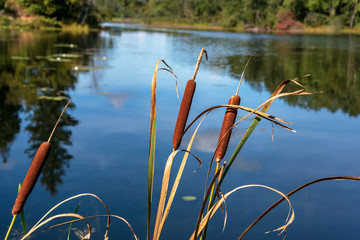 Poster - View to lake.