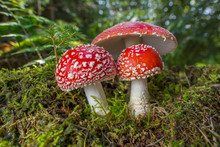 Red Toad Stools Actual Name - Fly Agaric (Amanita Muscaria)