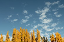 Yellow Poplar Trees With Autumn Leaves Against Blue Sky With Clounds