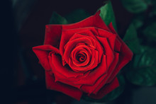 Red Rose In The Wild. Flower Texture Background