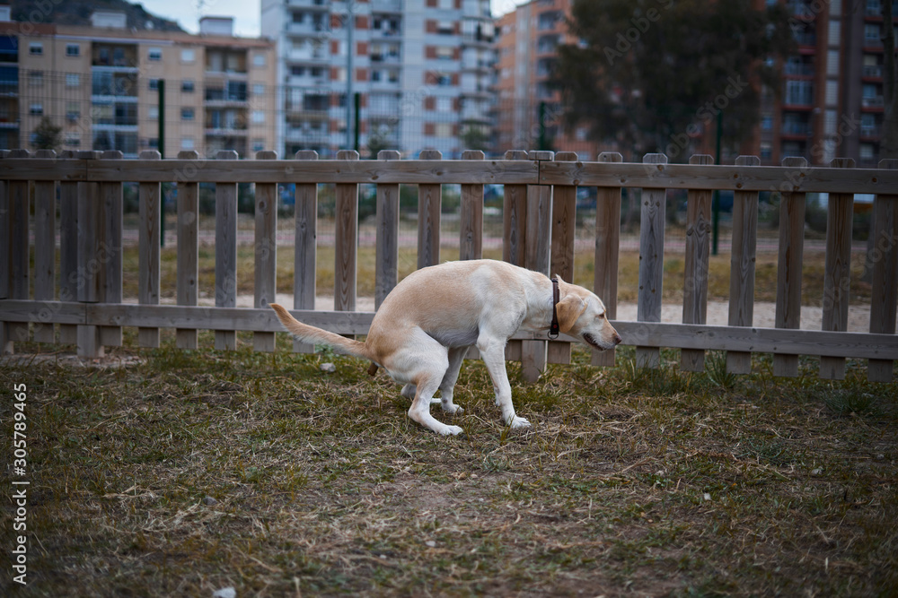 Labrador dog pooping in the park with wooden fence in the background ...