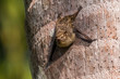 Bats (Rhynchonycteris naso) on a tree at the lake of Sandoval in Peru.