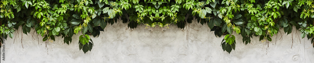 The Green Creeper Plant on a wall. Background - obrazy, fototapety, plakaty 
