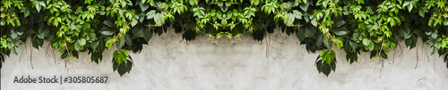Fotografía The Green Creeper Plant on a wall. Background