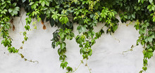 The Green Creeper Plant On A Wall. Background