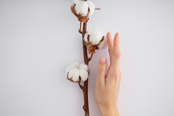 Wall Mural - Hand of a young woman with a cotton branch on a white background. Female manicure. Cotton flower.