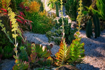 Tropical garden in Orlando Florida USA 