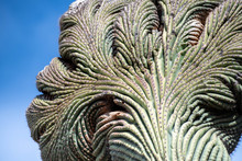 One Of A Kind Crested Saguaro Cactus In Sonoran Desert