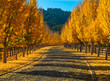 Road of Gold Ginkgo Trees in Fall