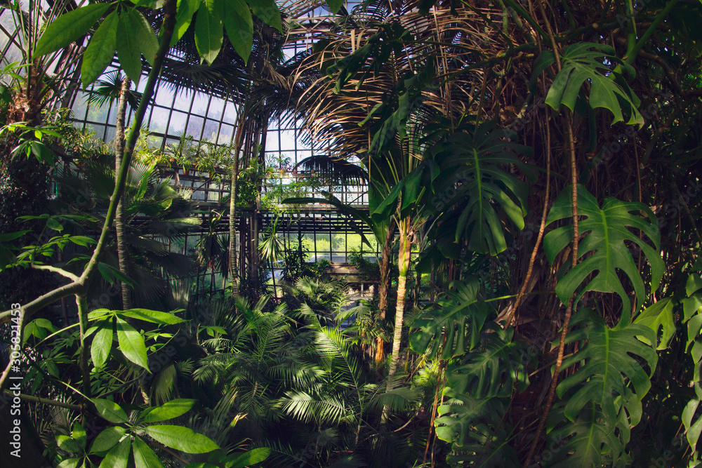 Obraz na płótnie Ogród botaniczny, palmiarnia, palmy w salonie