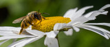 vue panoramique d'une abeille butinant une marguerite, dans un jardin, en normandie