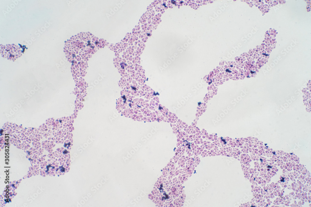 Stock-Foto „The budding yeasts reproduce asexually by budding off a ...