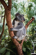 Close Up Of Cute Fluffy Koala Bear Hanging On The Tree Close To The Camera