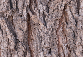 Horizonal of a southwestern Soap Berry Tree.